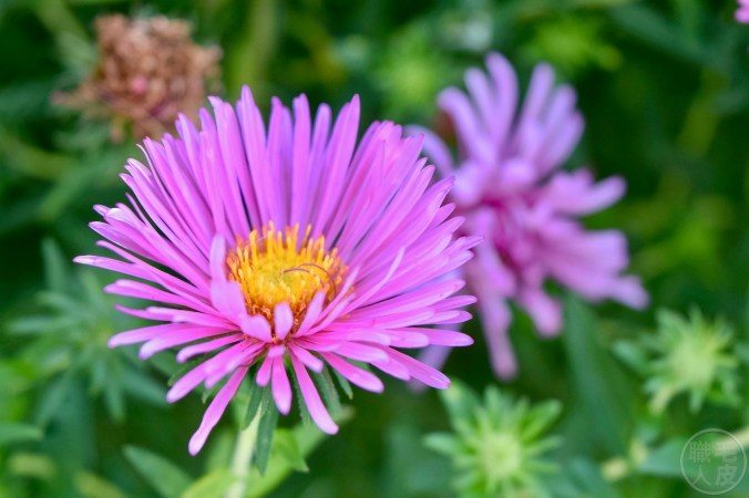 New England Aster