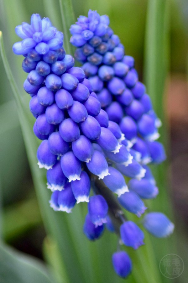 Muscari armeniacum