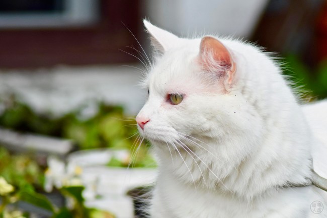 Vanille (2019/05/19)