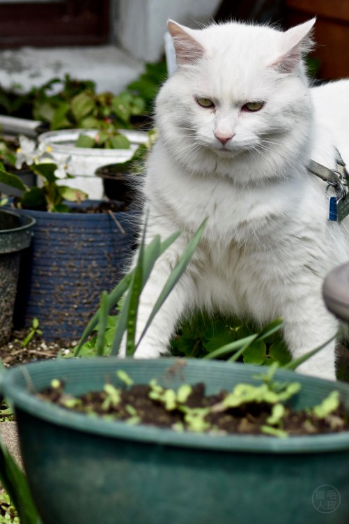 Vanille in the garden