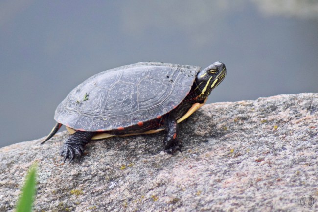 Tortue peinte - Painted turtle