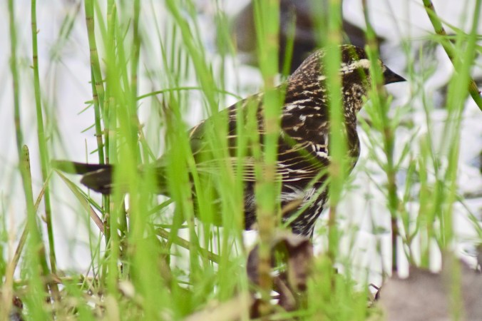 Female red-winged blackbird