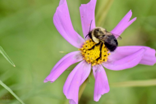 Bourdon explorant le cosmos