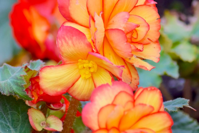 Begonia On Top Sun Glow