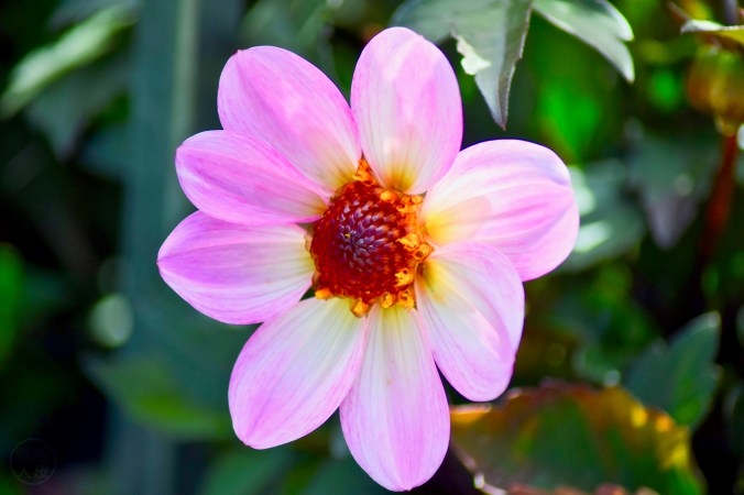 Dahlia “Dahlegria Pink Flame”