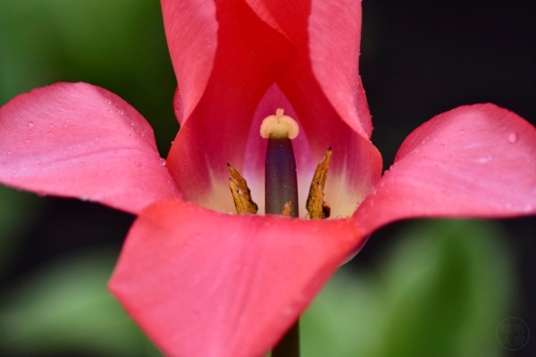 DSC_1587_PinkEmperor_20190514