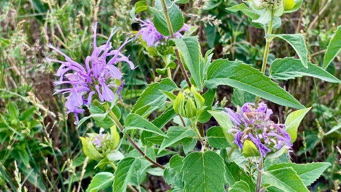 Monarda fistulosa  (monarde fistuleuse ou sauvage / Bergamot)