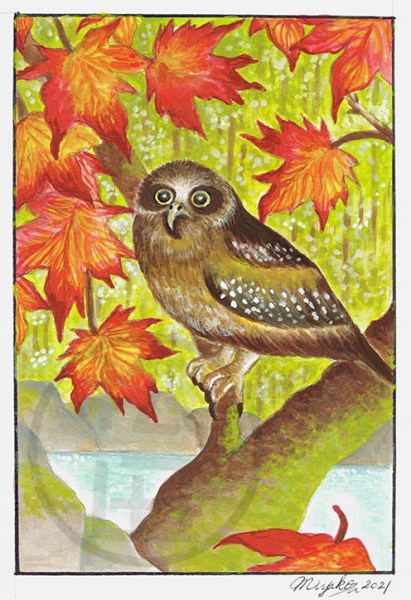 HootingBooBookOwlInMappleTreeLowResWM