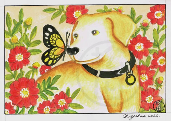 LabButterflyAndMexicanCosmosLowResWM