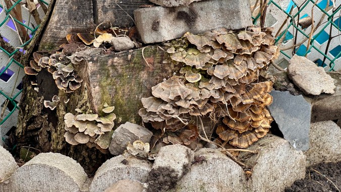 Trametes versicolor